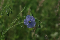 Linum amurense
