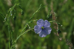 Linum amurense