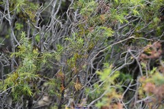 Arceuthobium oxycedri