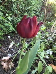 Tulipa