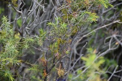 Arceuthobium oxycedri