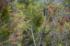 Arceuthobium oxycedri