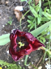 Tulipa