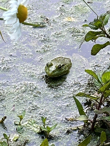 American Bullfrog
