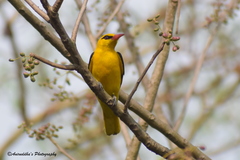 Indian Golden Oriole photo 4