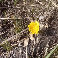 Adonis vernalis