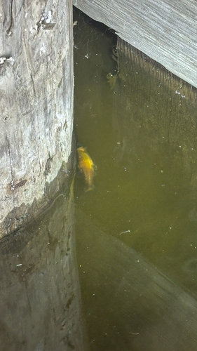 Fathead Minnow
