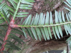 Torreya nucifera