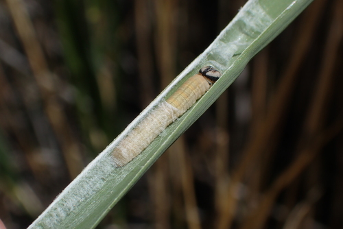 Ochlodes yuma anasazi