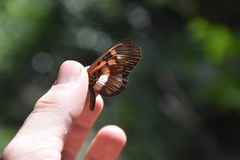 Acraea althoffi neavei