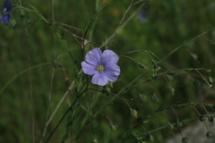 Linum amurense