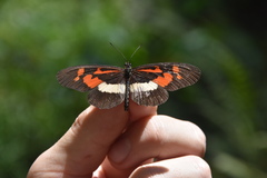 Acraea althoffi neavei