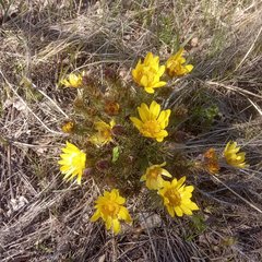 Adonis vernalis