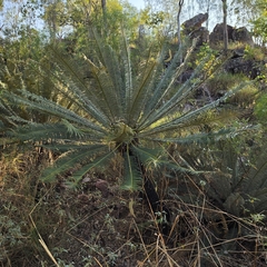 Cycas calcicola, photograph (c) Martin Rady, some rights reserved (CC BY)