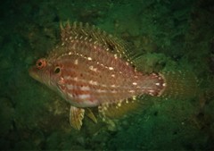 Pteragogus enneacanthus