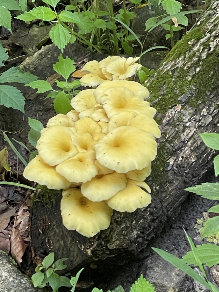 Golden Oyster Mushroom · June 2026 · photo: Photo: (c) B Jaeger-Stanley, some rights reserved (CC BY) · iNaturalist