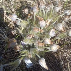 Pulsatilla patens