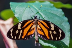 Lycorea halia cleobaea