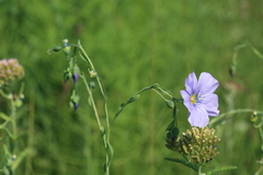 Linum amurense