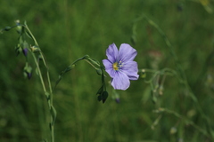 Linum amurense