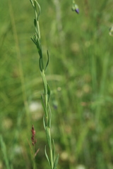 Linum amurense
