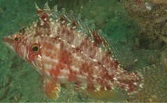 Pteragogus enneacanthus