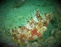 Pteragogus enneacanthus