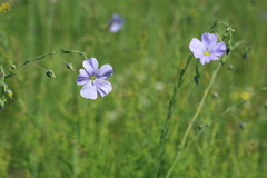 Linum amurense