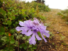 Scabiosa lachnophylla