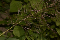 Capillipedium spicigerum