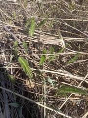 Achillea millefolium