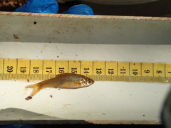 Enteromius paludinosus