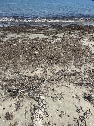 Piping Plover