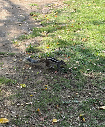 Five-striped Palm Squirrel
