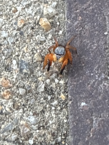 Euophrys kataokai