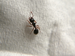 Myrmecina graminicola