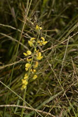 Crotalaria lanceolata