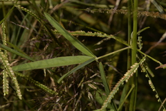 Crotalaria lanceolata