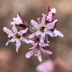 Chorizanthe fimbriata