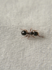 Myrmecina graminicola