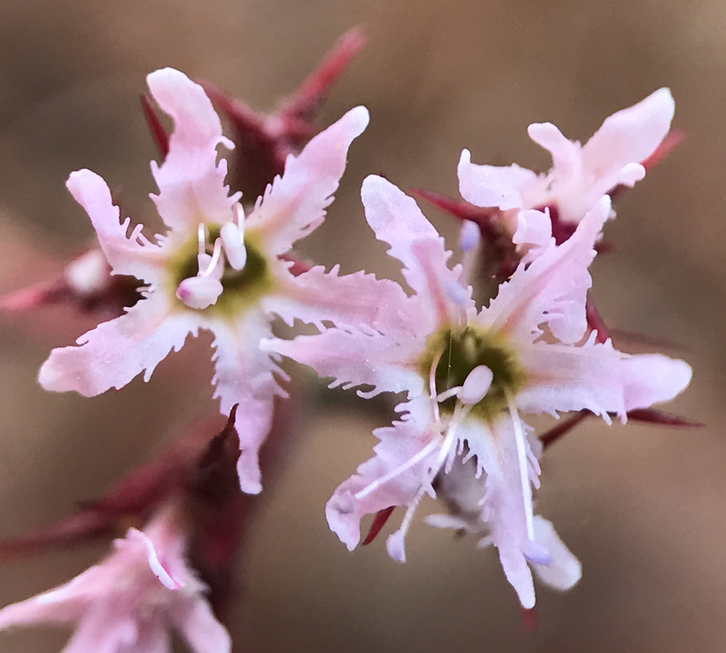 knotweed family (Polygonaceae (Buckwheat) of the Pacific Northwest