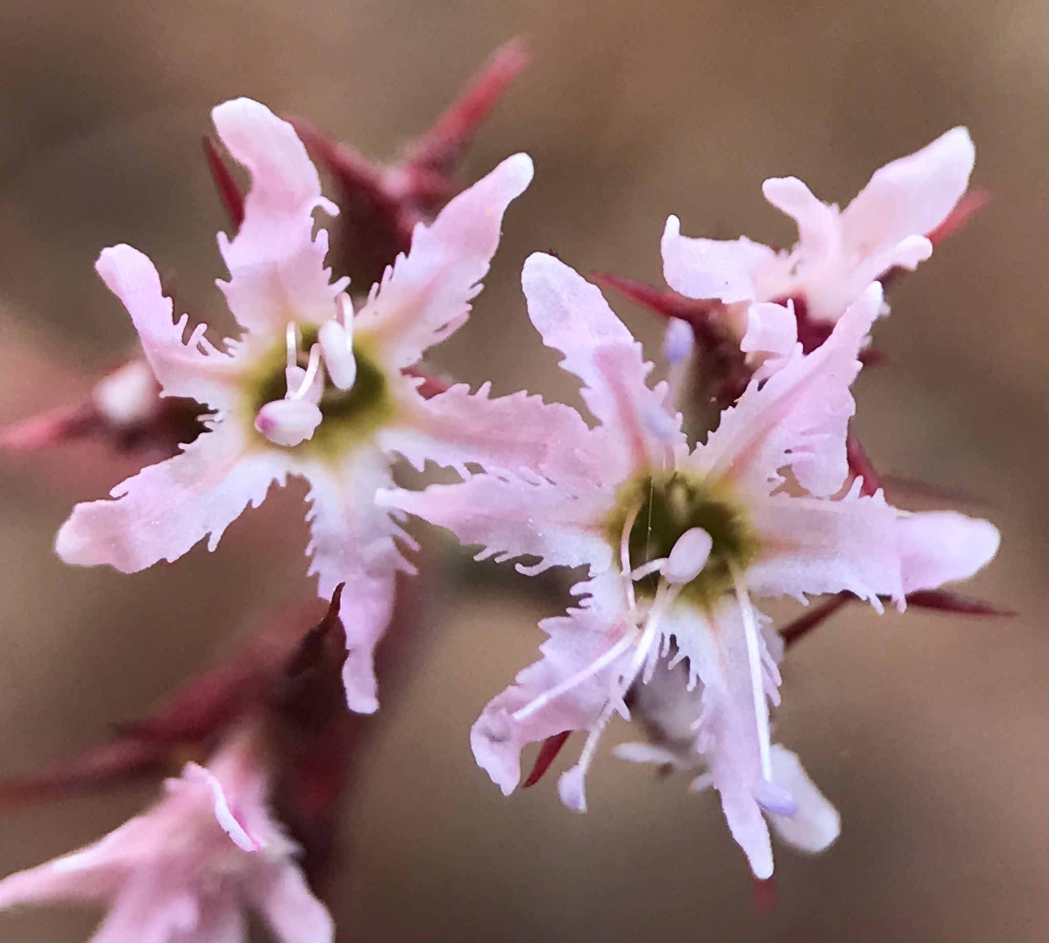 Polygonaceae