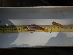 Enteromius paludinosus