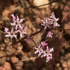 Chorizanthe fimbriata