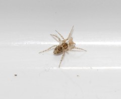 Oecobius maculatus