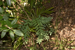 Tipuana tipu