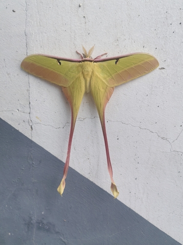 Chinese Moon Moth