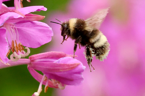 McKay's Western Bumble Bee