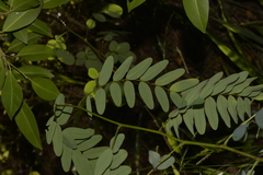 Tipuana tipu