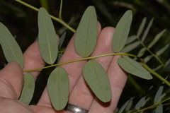 Tipuana tipu